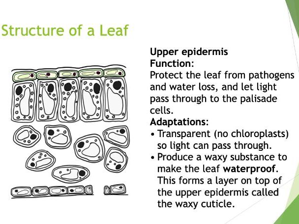 KS3 Leaf Structure PPT and Gap-Fill Worksheet