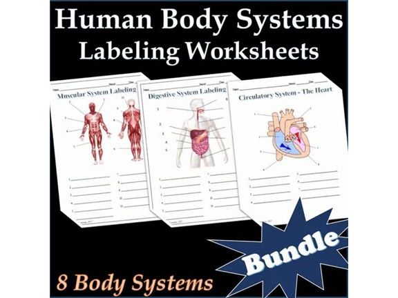 Human Body Systems Labeling Worksheets Activity Bundle - Science