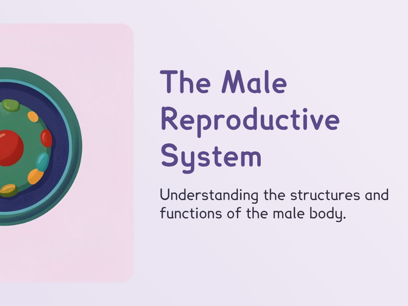 KS3 The Male Reproductive System (PPT + Worksheet)