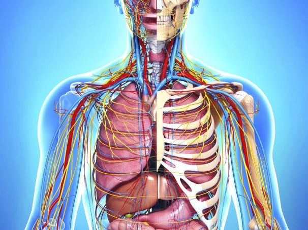 Stretch and Challenge Workbook for GCSE PE (Anatomy & Physiology)