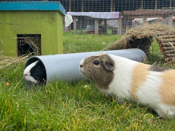 Six week KS2 pet care club