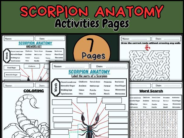 Scorpion anatomy worksheet/Parts of a scorpion/Arthropod anatomy