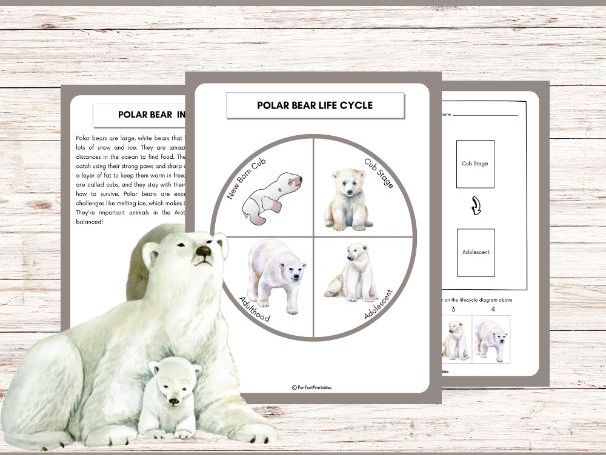 Life Cycle of a Polar Bear Activities | Arctic Animal Unit Study With Fun Facts!