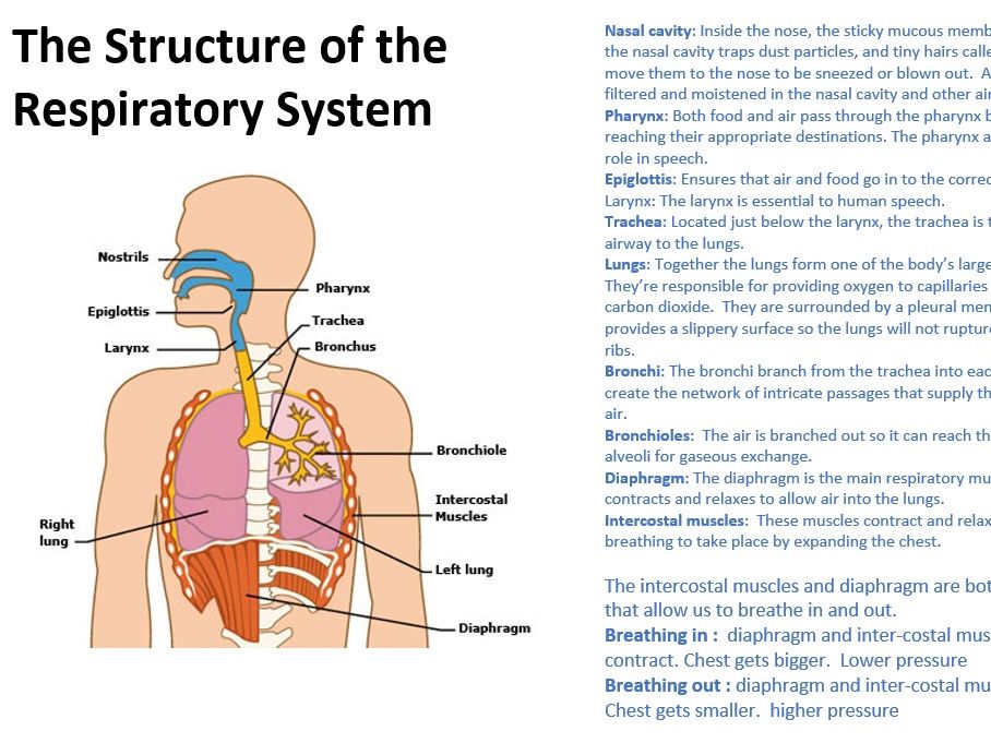 Cambridge Technical -  Sport and Physical activity -Body Systems and the effect of physical activity