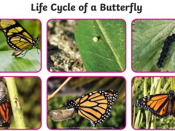 Life Cycle of a Butterfly