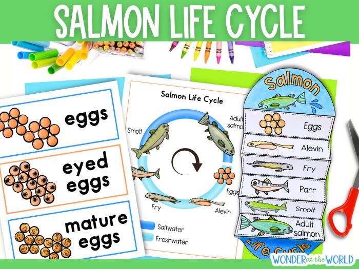 Life cycle of a salmon foldable activity and word wall vocabulary cards