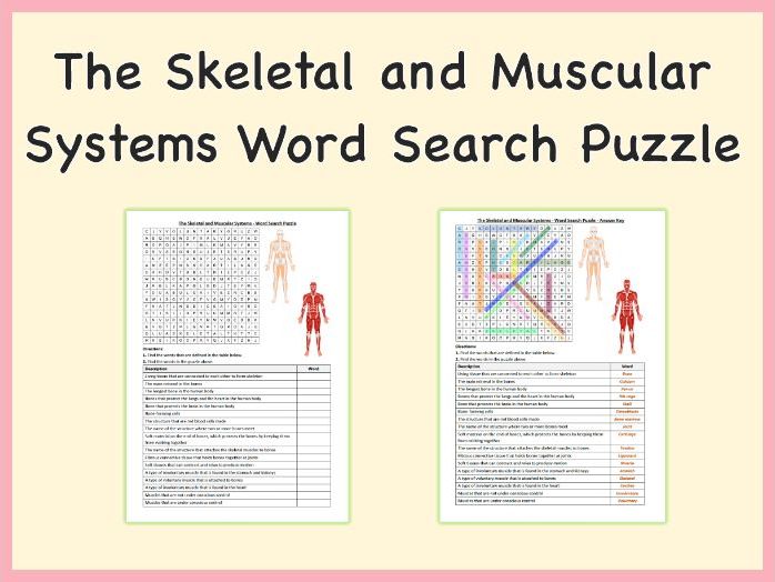 The Skeletal, Muscular Systems - Word Search Puzzle, PDF
