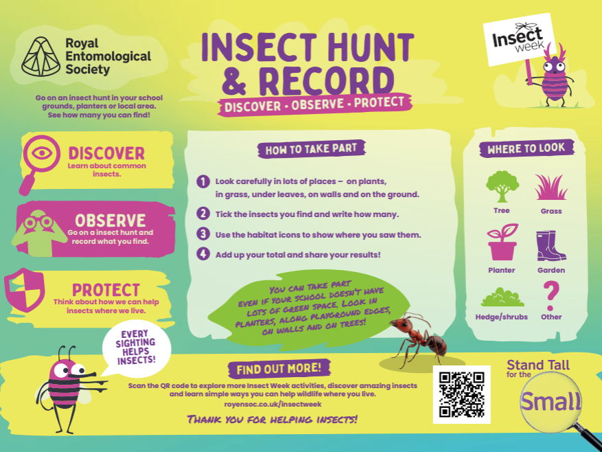 KS2 Insect Hunt & Record Activity