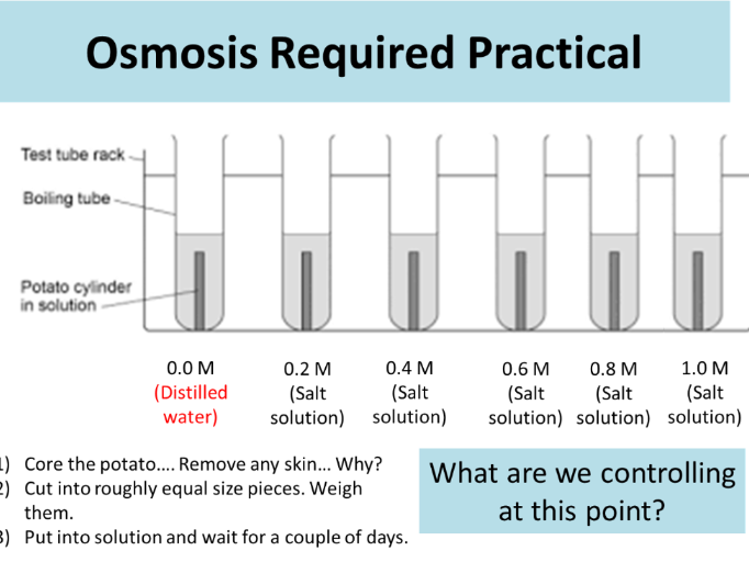 Osmosis In Potatoes Diagram