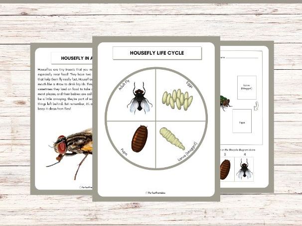 Life Cycle of a Housefly Worksheet - Insect Science Unit Study With Fun Facts!