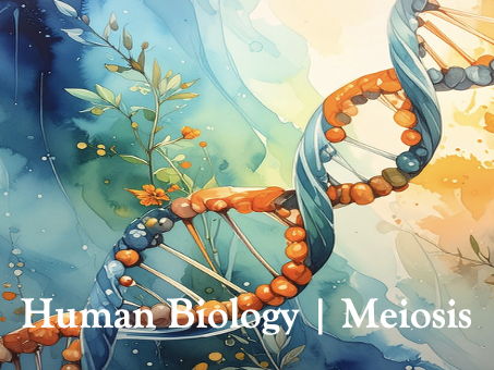 Meiosis Explained for Year 10 Biology