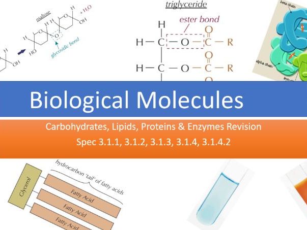 Biological Molecules - Full lesson resource, Exam Questions and Mark schemes
