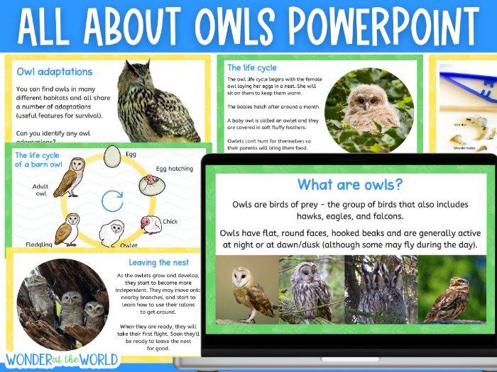 All about owls PowerPoint presentation KS2