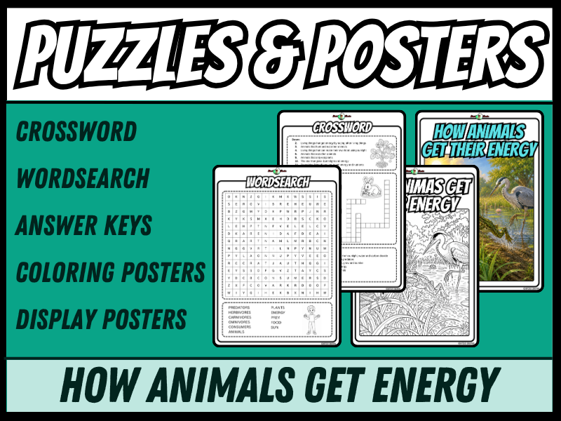 How Animals Get Energy | Crossword, Wordsearch, Colouring Posters | Year 3/4