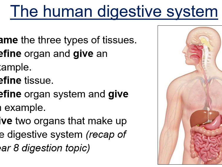 AQA B2 Organisation - Digestive System