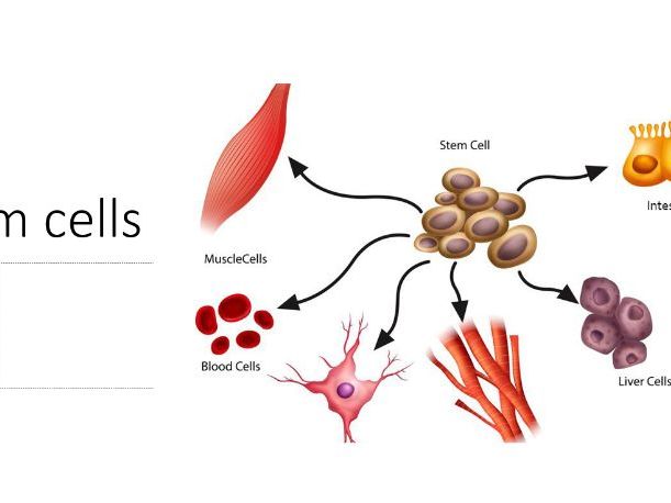 Stem cells