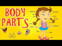 body parts