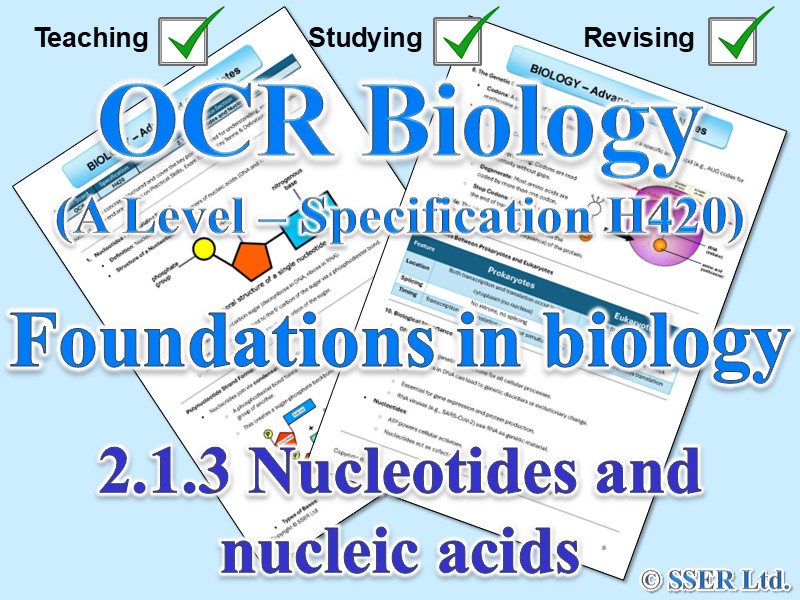 BIOA_OCR Topic Notes: 2.1.3 Nucleotides and nucleic acids