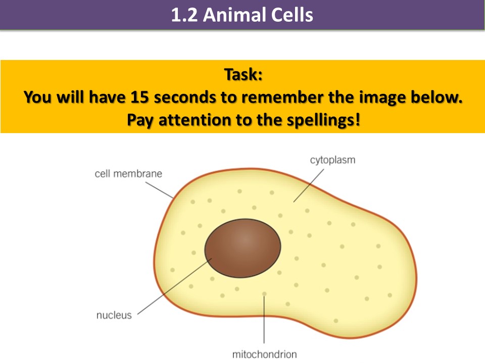 Activate 1 KS3 Biology Cells Animal cells | Teaching Resources