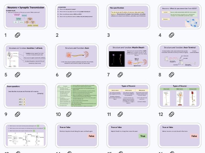 Neurons + Synaptic Transmission - Biopsychology NEW AQA 2025 Specification
