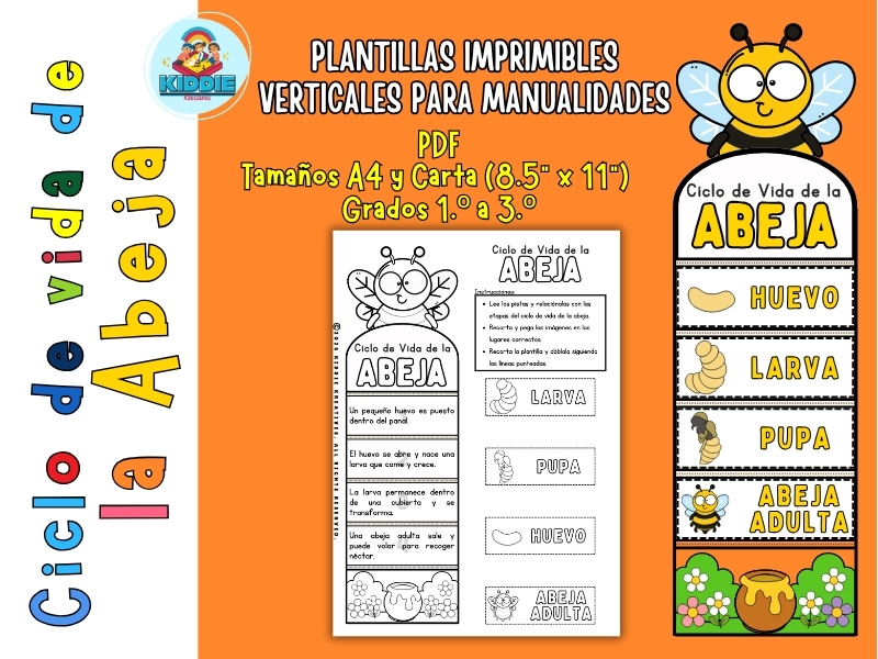 Spanish Bee Life Cycle Craft | Life Cycle Foldable Activity for Grades 1–3