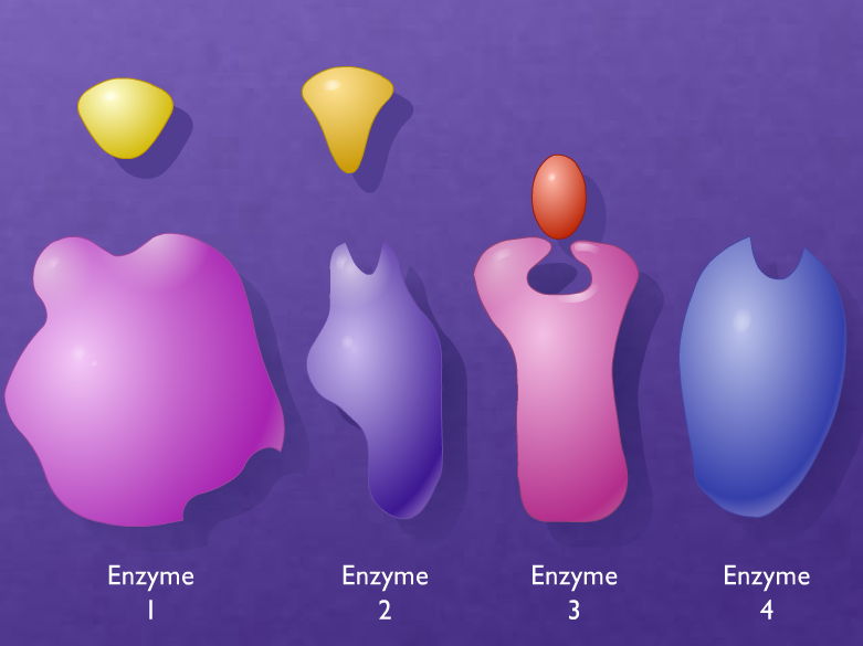 Complete A-Level Biology Lesson: Enzyme Inhibitors & End-Product Regulation