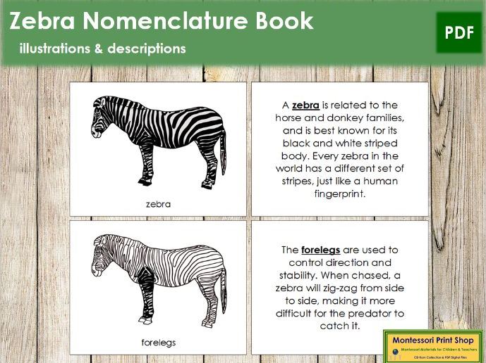 Parts of a Zebra Nomenclature Book Zoology Teaching Resources