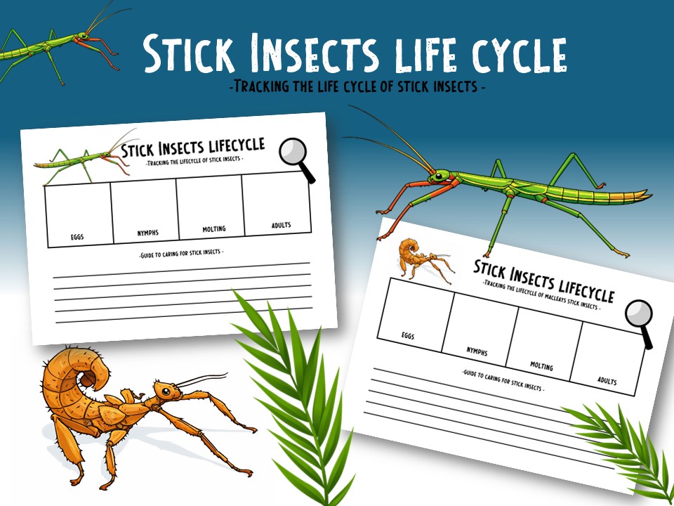 Stick insect lifecycle