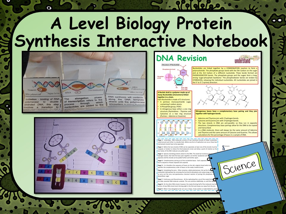 A Level Biology Protein Synthesis Interactive Notebook