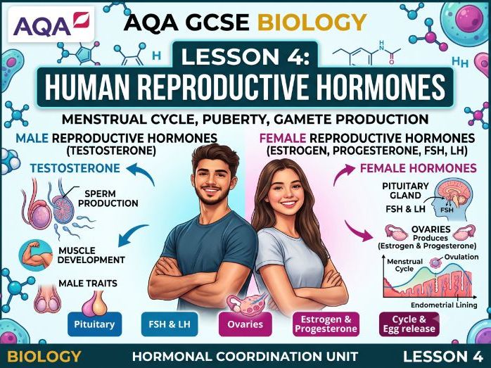 AQA GCSE Biology Hormonal Coordination Lesson 4: Human Reproductive Hormones
