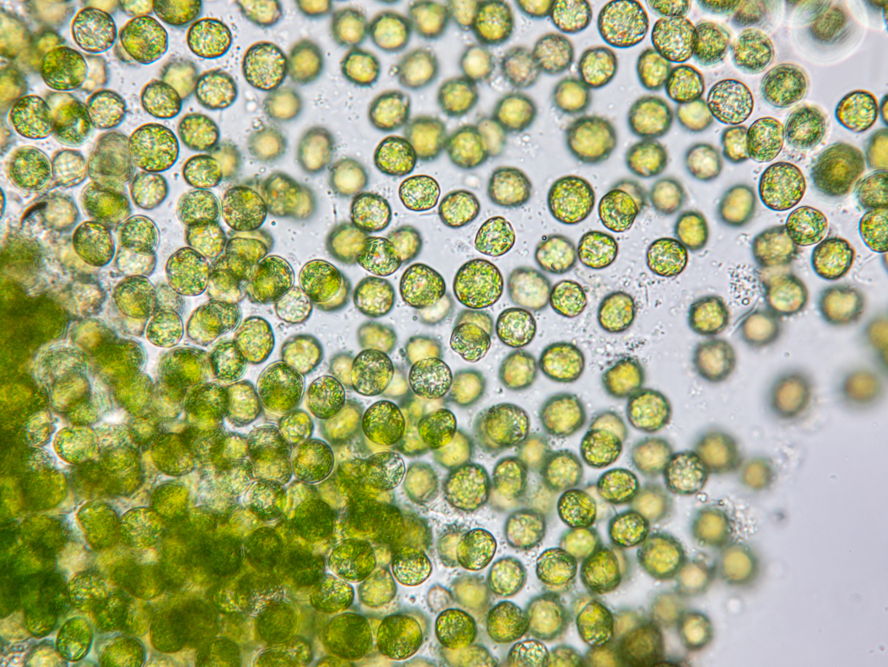 Tackling climate change with gas-guzzling microbes