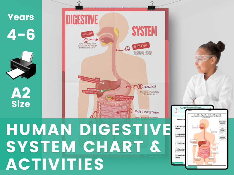 Human Digestive System Classroom Chart  with Companion Worksheets for Year 4