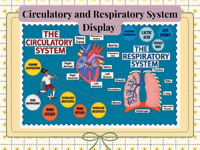 Circulatory & Respiratory System Classroom Display