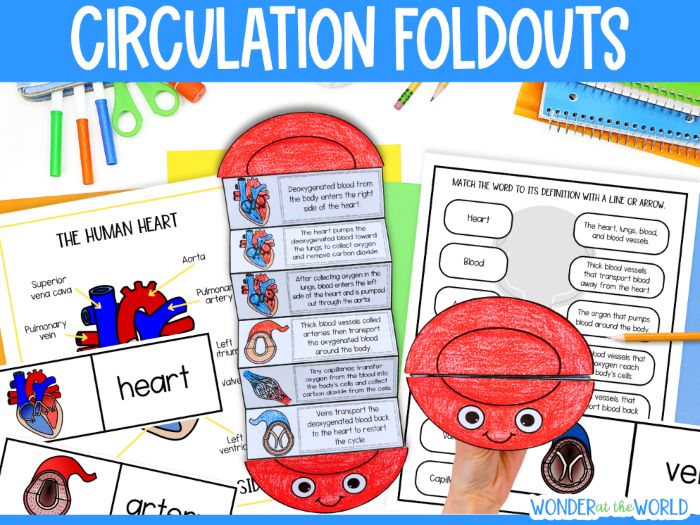Circulation sequence and fold activity the circulatory system and heart KS2 science