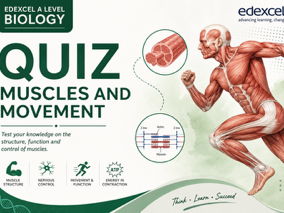 Edexcel Biology Muscles and Movement Quiz