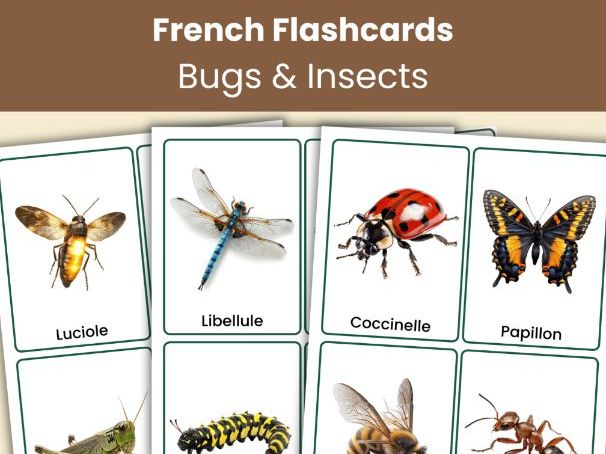 French Bugs and Insects Flashcards | 20 Real Photo Vocabulary Cards