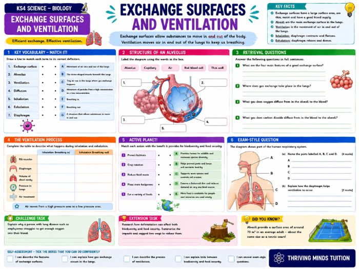 GCSE KS4 Science - Biology - Exchange Surfaces and Ventilation