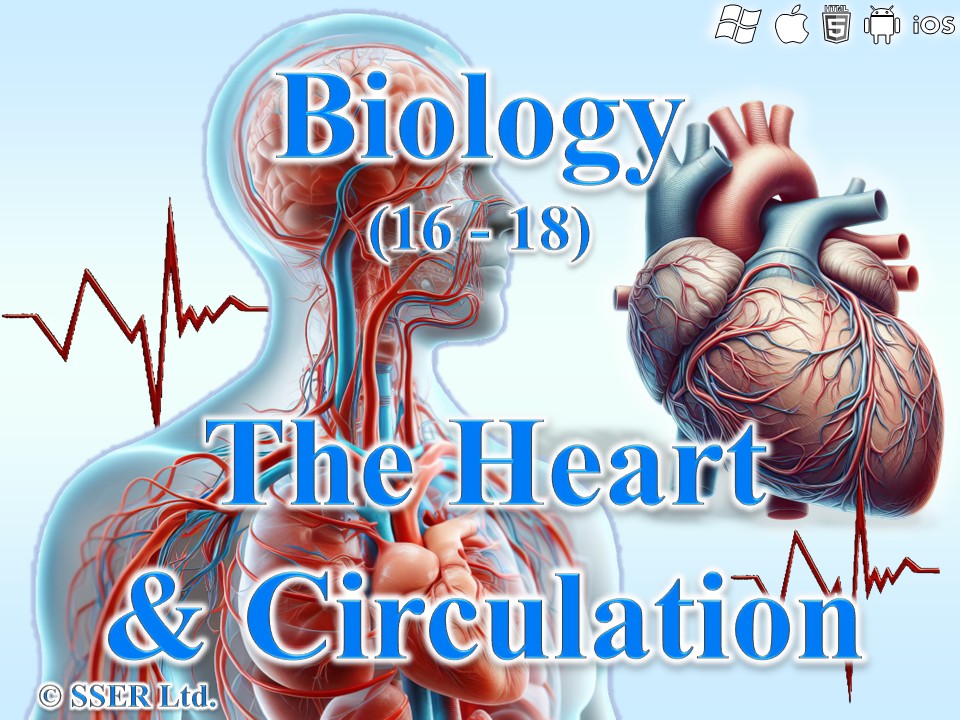 BioA_3.3.4.1 Heart & Circulation