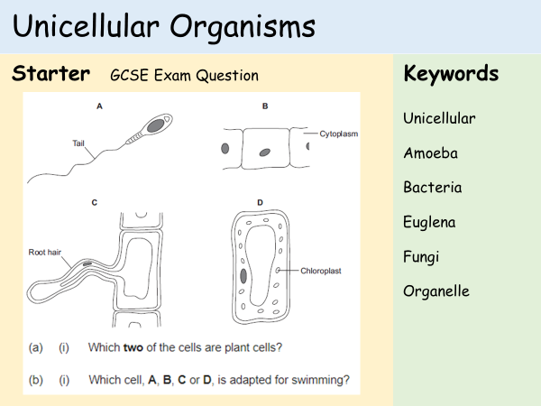 KS3 Cells - Lesson 6 - Unicellular Organisms