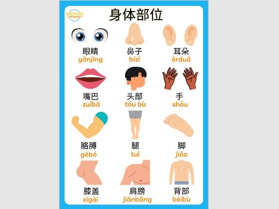 Mandarin Chinese Body Parts  Vocabulary Poster Worksheets Wordsearch Activity