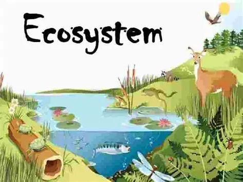 Ecosystems and  Rainforests GCSE AQA fully resourced