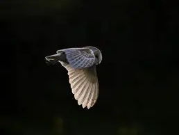 ADNODD DYSGU: CYMRAEG IAITH GYNTAF:TGAU: astudio "Tylluan Wen"