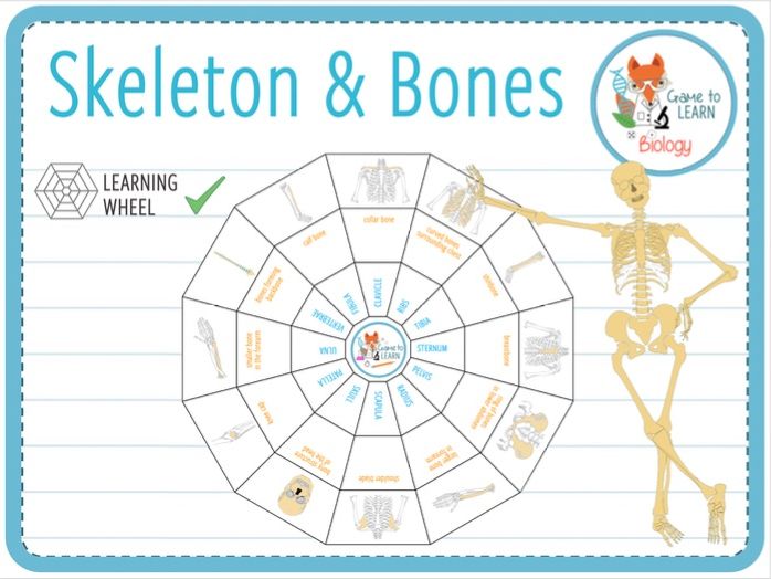 Skeleton and Bones Learning wheel (KS2/3) Teaching Resources