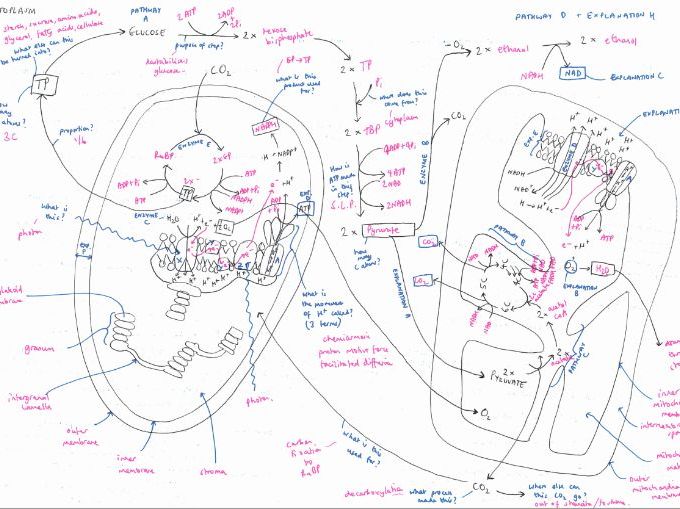 Photosynthesis vs Respiration - Concept Map