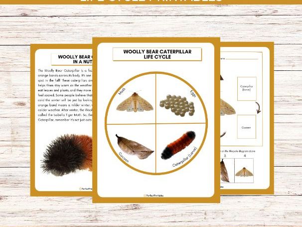 Life Cycle of a Woolly Bear Caterpillar Worksheet - Insect Science Unit Study