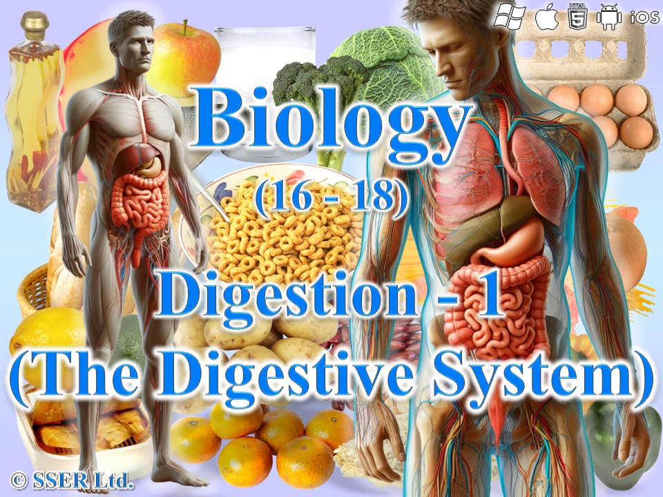BioA_3.3.3 Digestion 1 - Digestive System