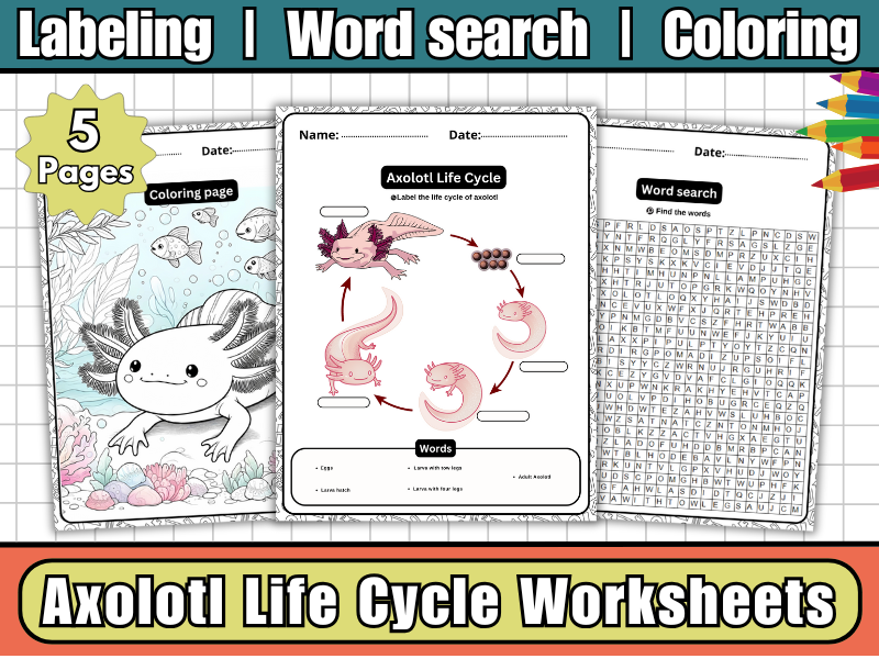 Axolotl Life Cycle-Labeling Diagram,Worksheets,Coloring & WordSearch | Amphibian Science Activity