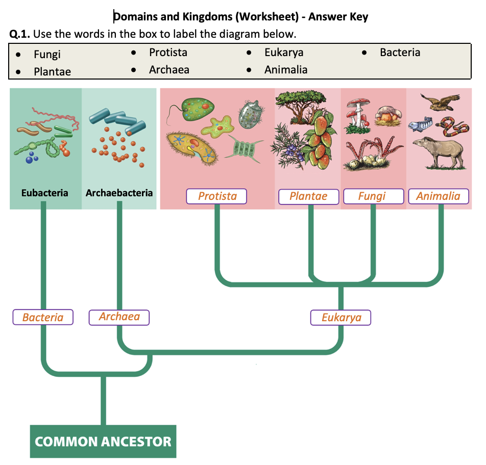 Domains And Kingdoms Worksheet Printable And Distance Learning Teaching Resources 9888