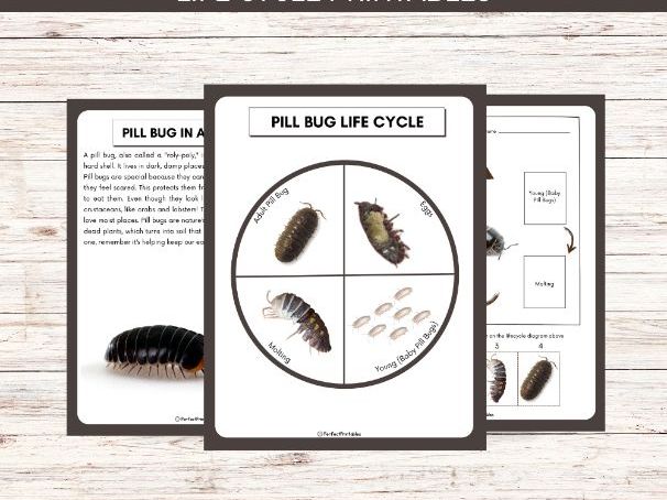 Life Cycle of a Pill Bug Worksheet- Roly Poly Unit Study With Fun Facts!