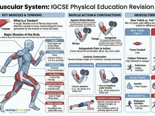 IGCSE / GCSE PE: Muscular System - Revision Suite